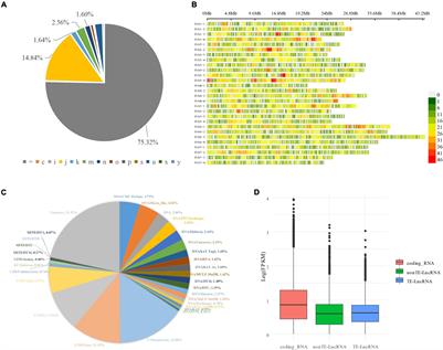 Transcriptome Profiling of Transposon-Derived Long Non-coding RNAs Response to Hormone in Strawberry Fruit Development